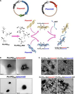 Dual DNA Transfection Using 1,6-Hexanedithiol-Conjugated Maleimide-Functionalized PU-PEI600 For Gene Correction in a Patient iPSC-Derived Fabry Cardiomyopathy Model